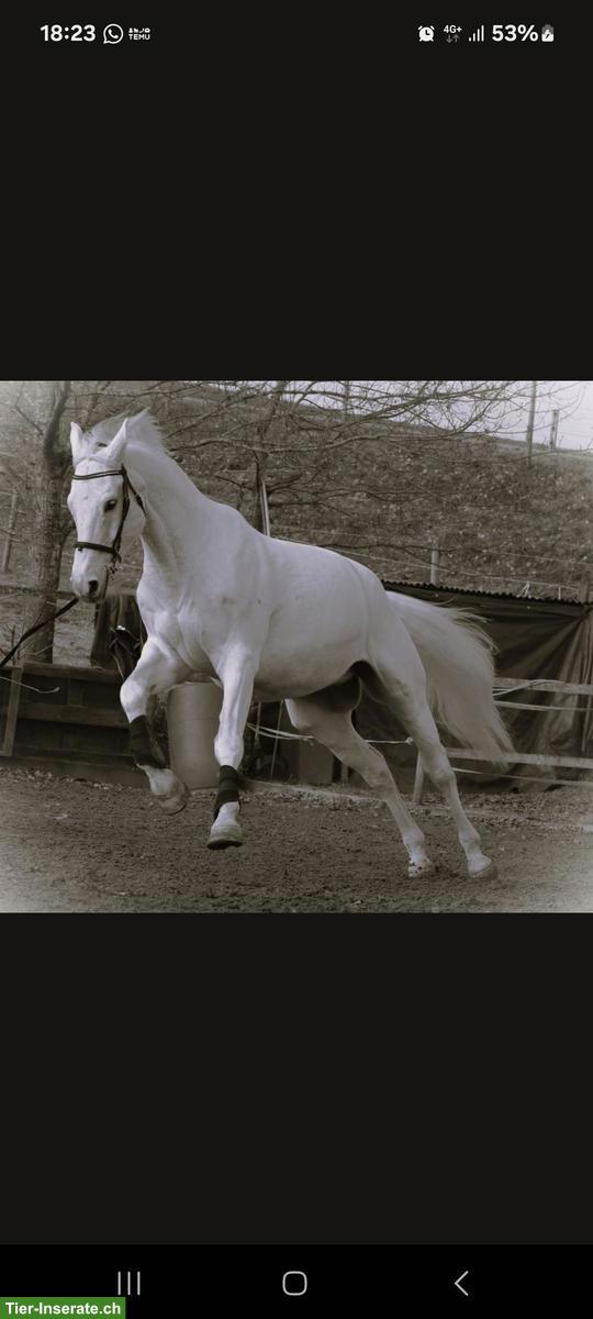 Bild 5: Reitbeteiligung in Muri AG auf ehemaligem Sportpferd