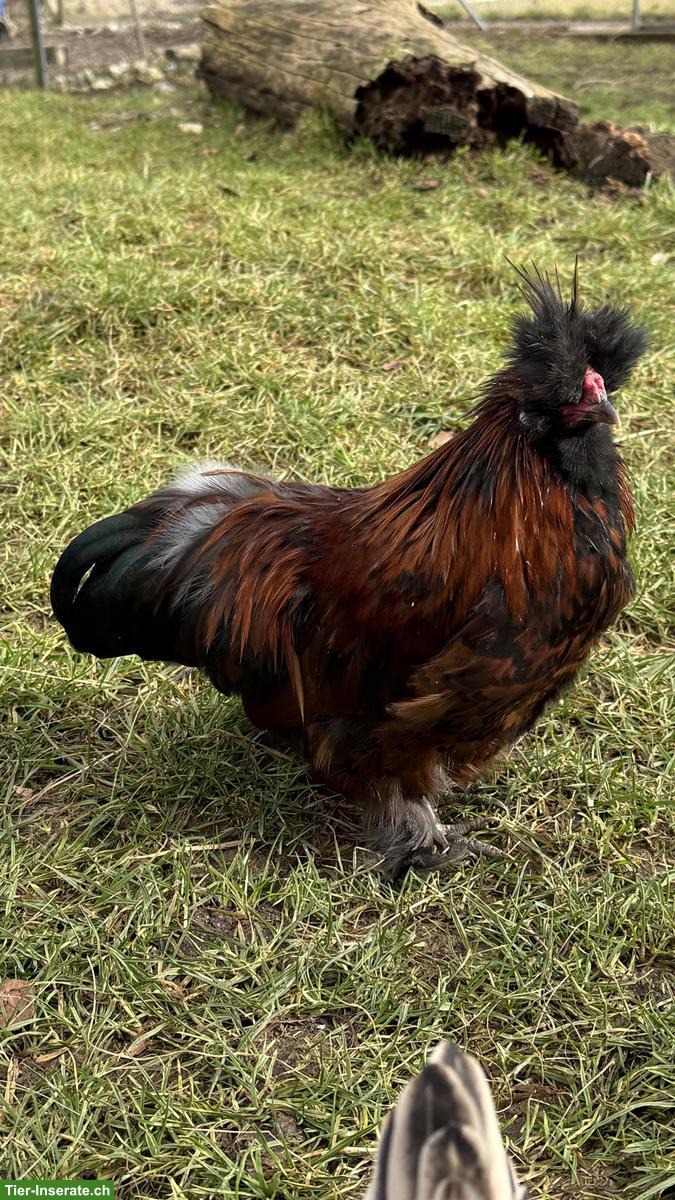 Seidenhuhn / Silkie Hähne abzugeben