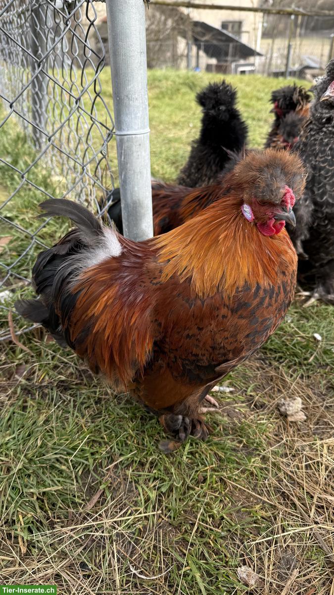 Bild 2: Seidenhuhn / Silkie Hähne abzugeben