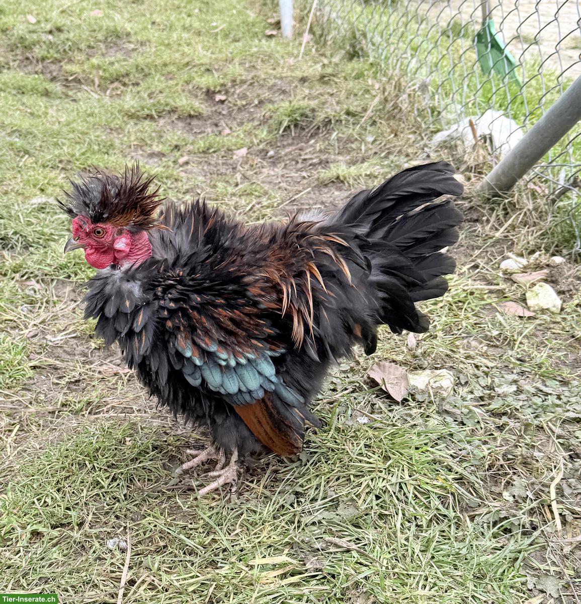Bild 3: Seidenhuhn / Silkie Hähne abzugeben