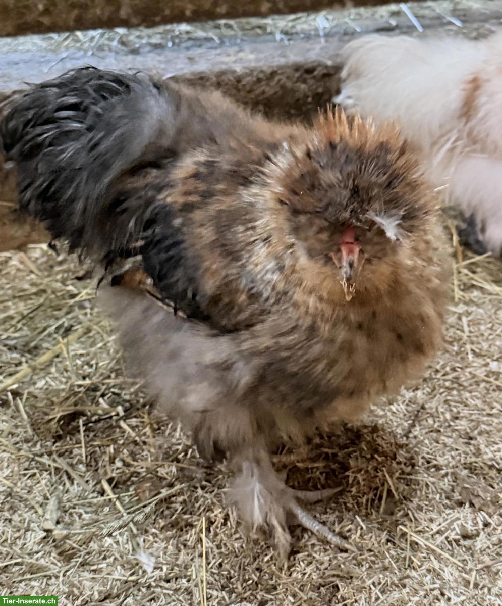 Bild 2: Zwerg-Seidenhuhn Hähne, gesperbert, weiss/creme, wildfarbig