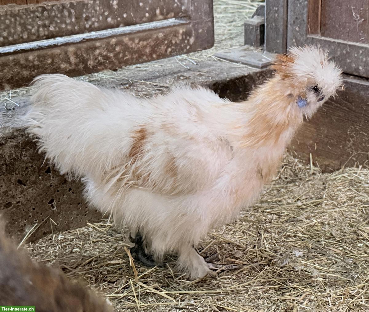 Bild 3: Zwerg-Seidenhuhn Hähne, gesperbert, weiss/creme, wildfarbig