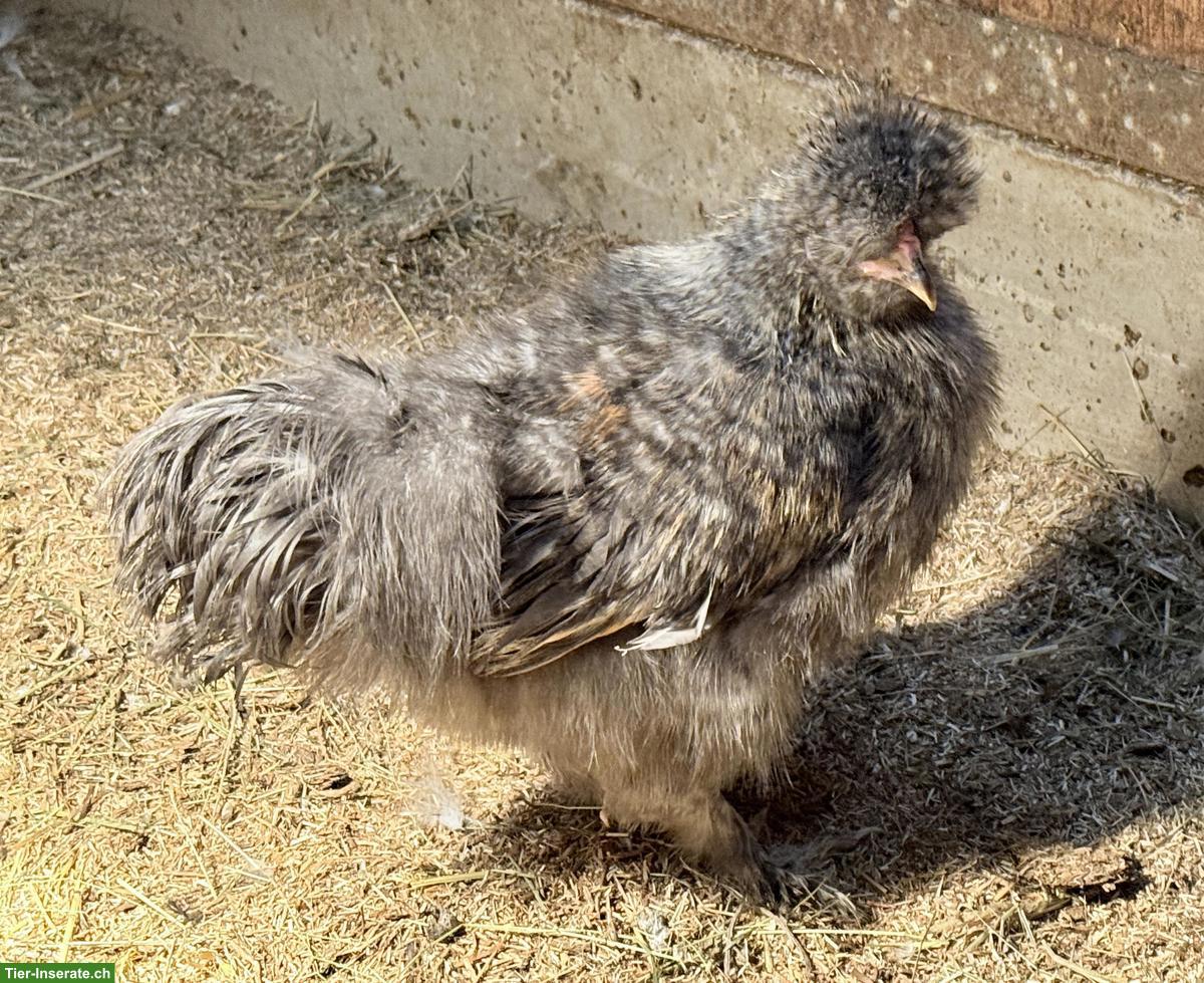 Bild 4: Zwerg-Seidenhuhn Hähne, gesperbert, weiss/creme, wildfarbig