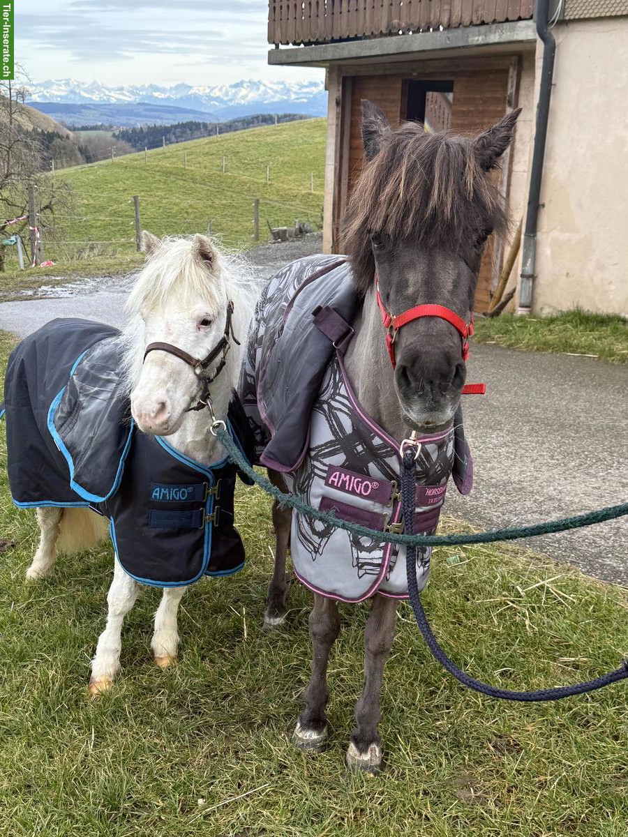 2 Ponys als Beistellpferde, zusammen oder einzeln