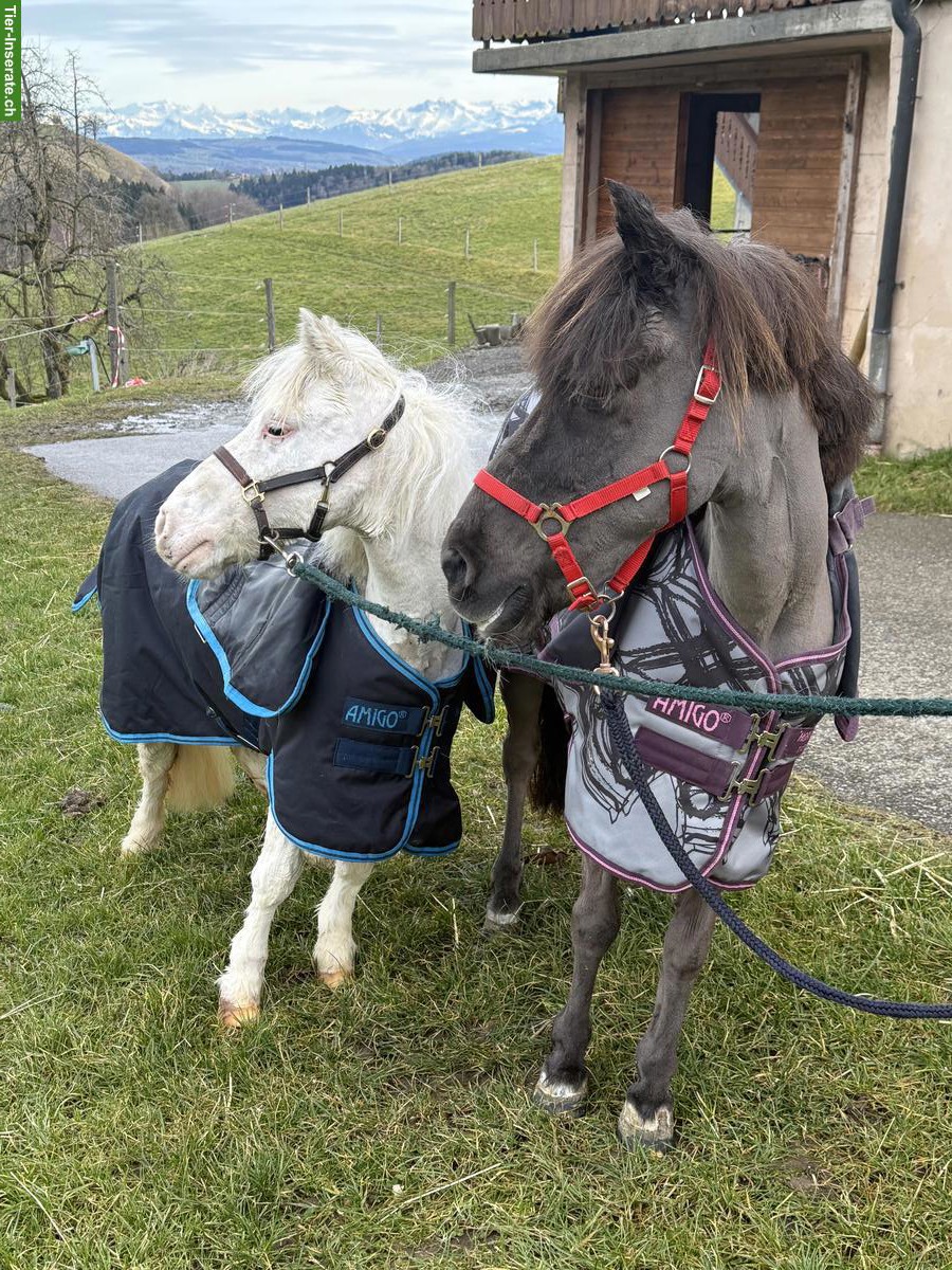 Bild 2: 2 Ponys als Beistellpferde, zusammen oder einzeln