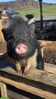 2 Minipig Weibchen gemeinsam abzugeben