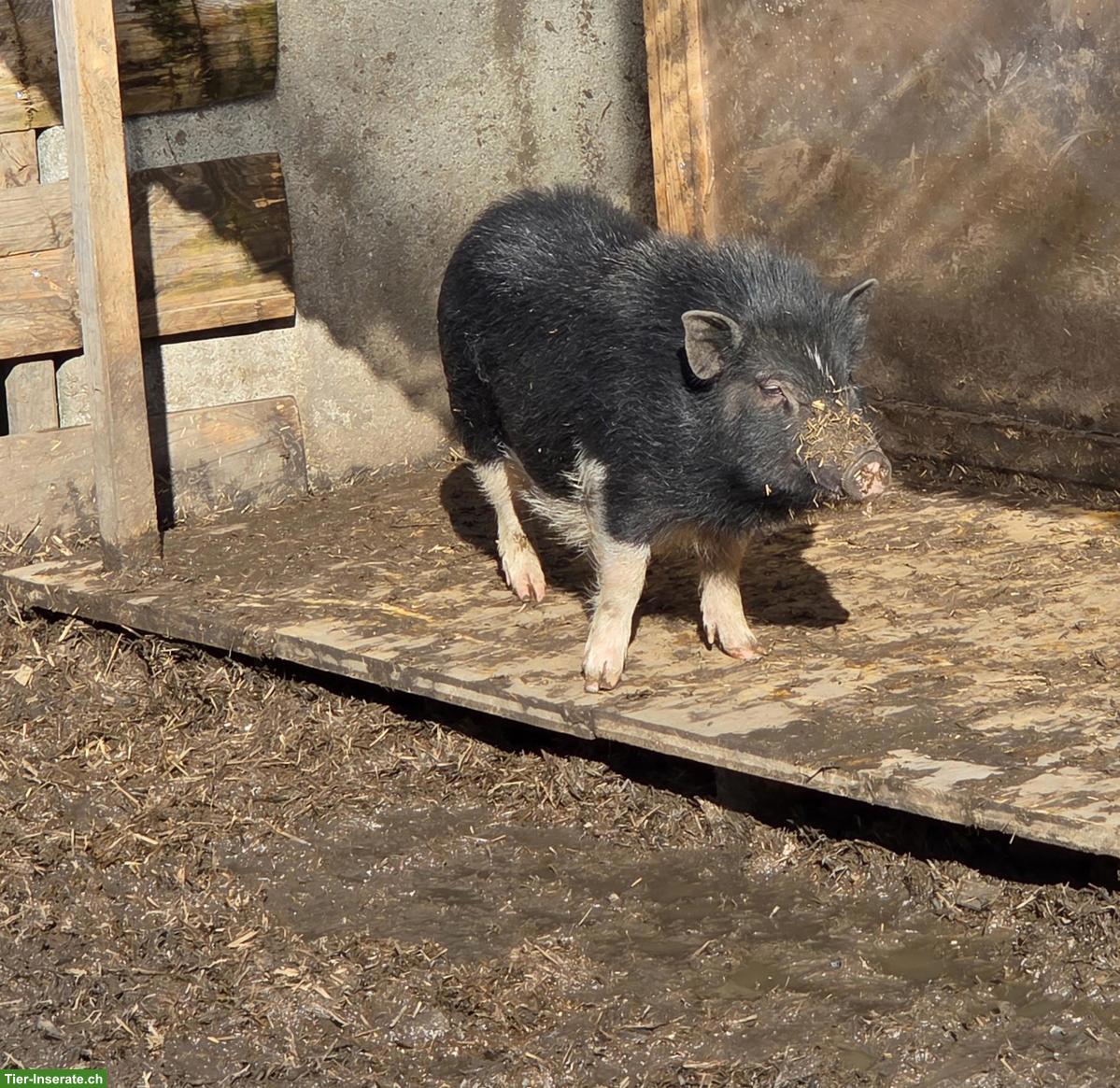 Bild 2: 2 Minipig Weibchen gemeinsam abzugeben