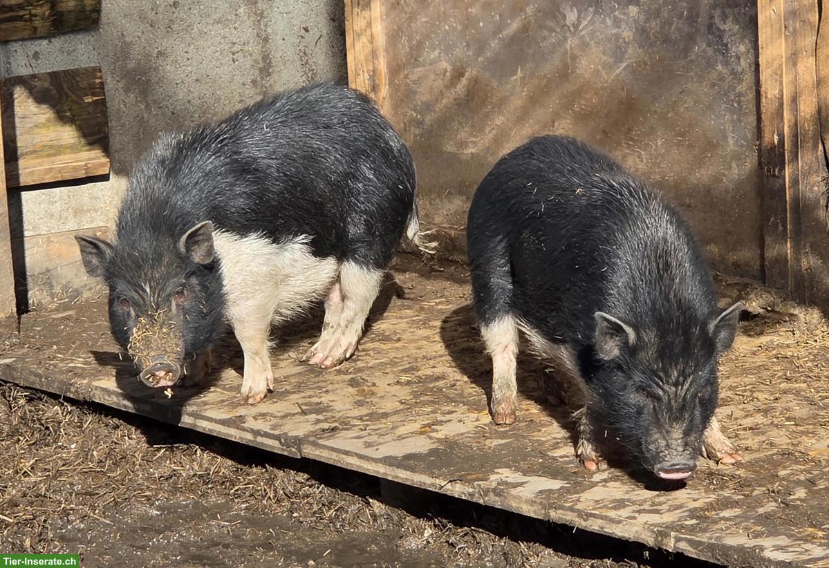 Bild 3: 2 Minipig Weibchen gemeinsam abzugeben