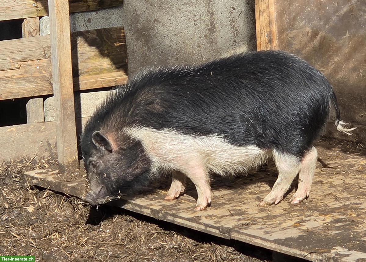 Bild 4: 2 Minipig Weibchen gemeinsam abzugeben