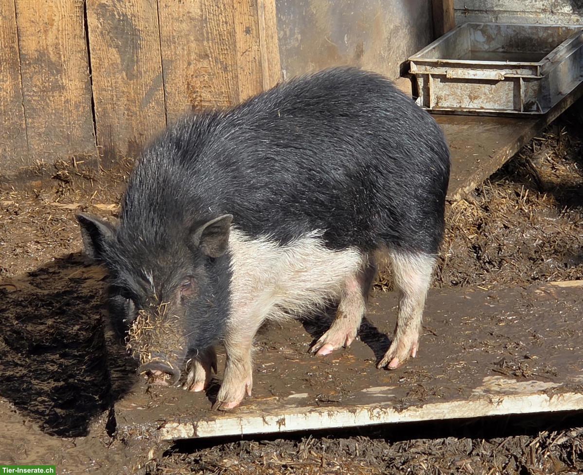 Bild 5: 2 Minipig Weibchen gemeinsam abzugeben