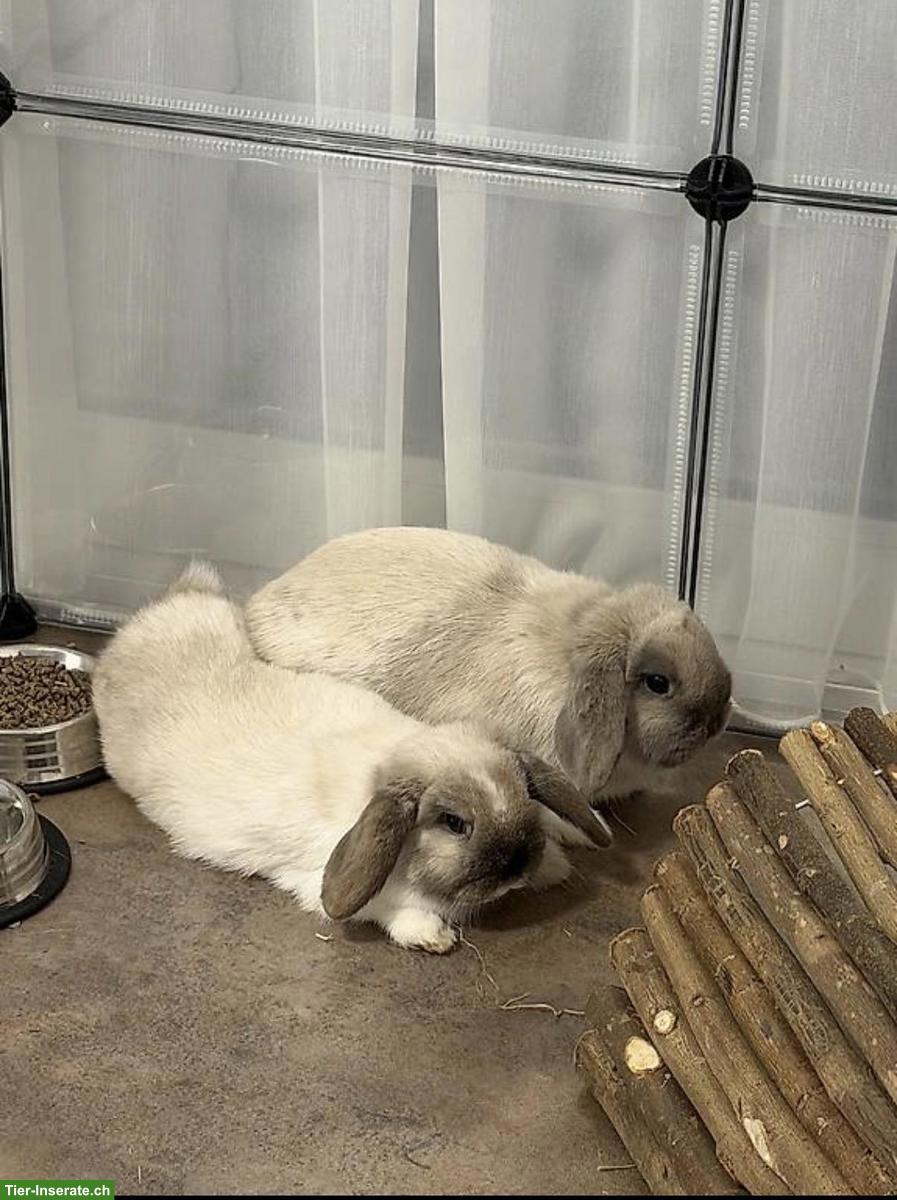 Minilop Zwergwidder Paar, auch mit Gehege + Zubehör