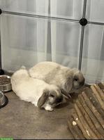 Minilop Zwergwidder Paar, auch mit Gehege + Zubehör