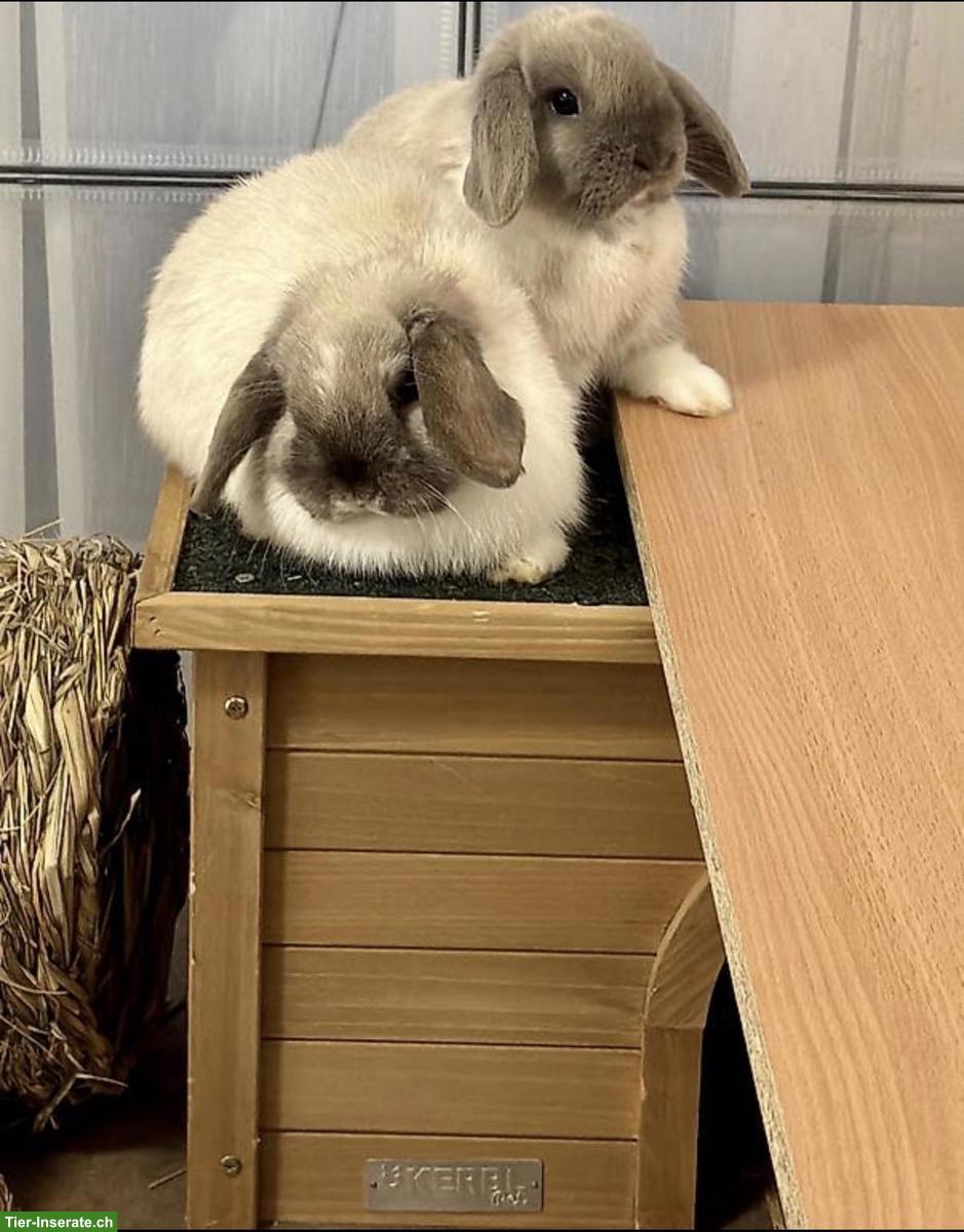 Bild 2: Minilop Zwergwidder Paar, auch mit Gehege + Zubehör