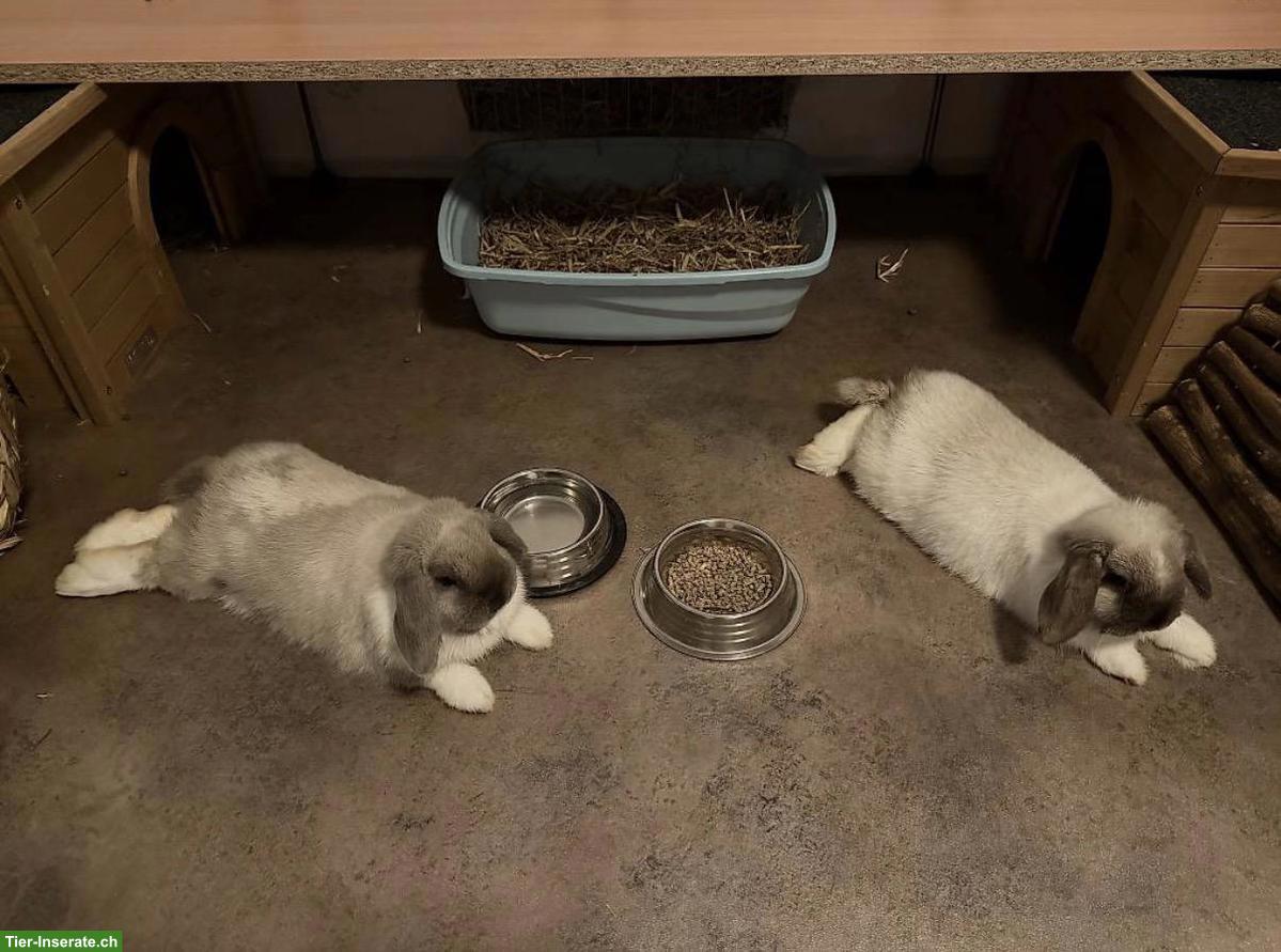 Bild 3: Minilop Zwergwidder Paar, auch mit Gehege + Zubehör