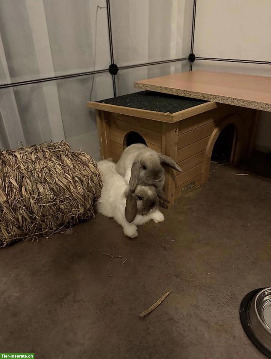 Bild 4: Minilop Zwergwidder Paar, auch mit Gehege + Zubehör