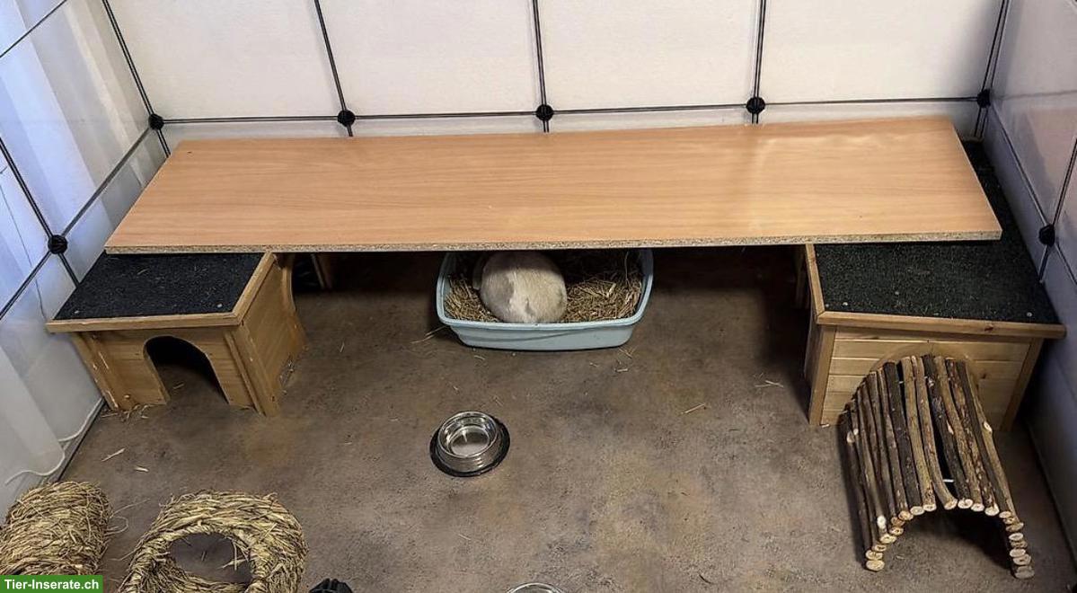 Bild 5: Minilop Zwergwidder Paar, auch mit Gehege + Zubehör