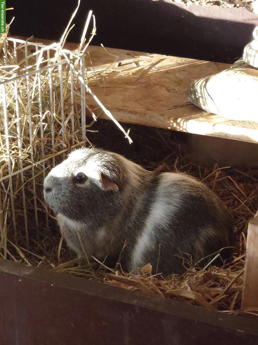 SUCHE Meerschweinchen Weibchen, Region Bern / Fribourg