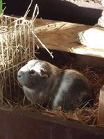 SUCHE Meerschweinchen Weibchen, Region Bern / Fribourg