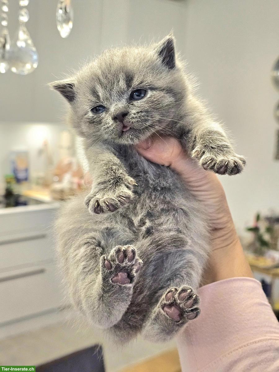 BKH Kätzchen, männlich zu verkaufen