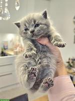 BKH Kätzchen, männlich zu verkaufen