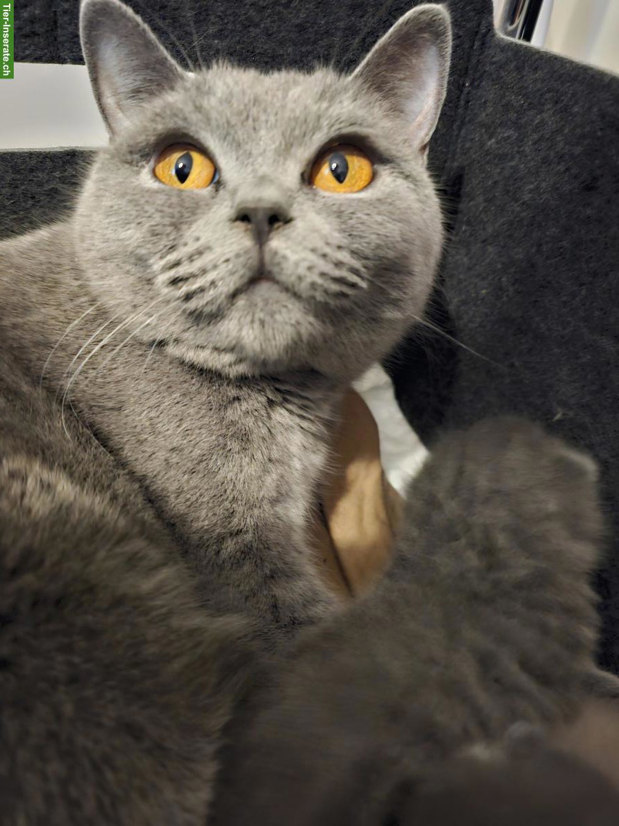 Bild 2: BKH Kätzchen, männlich zu verkaufen