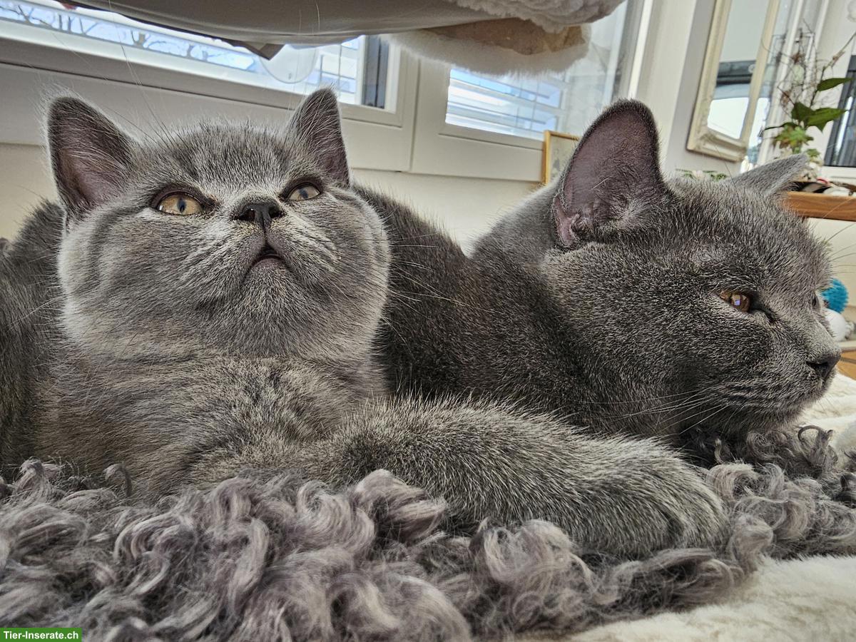 Bild 3: BKH Kätzchen, männlich zu verkaufen