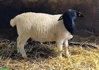 Dorperschaf Jungwidder zu verkaufen