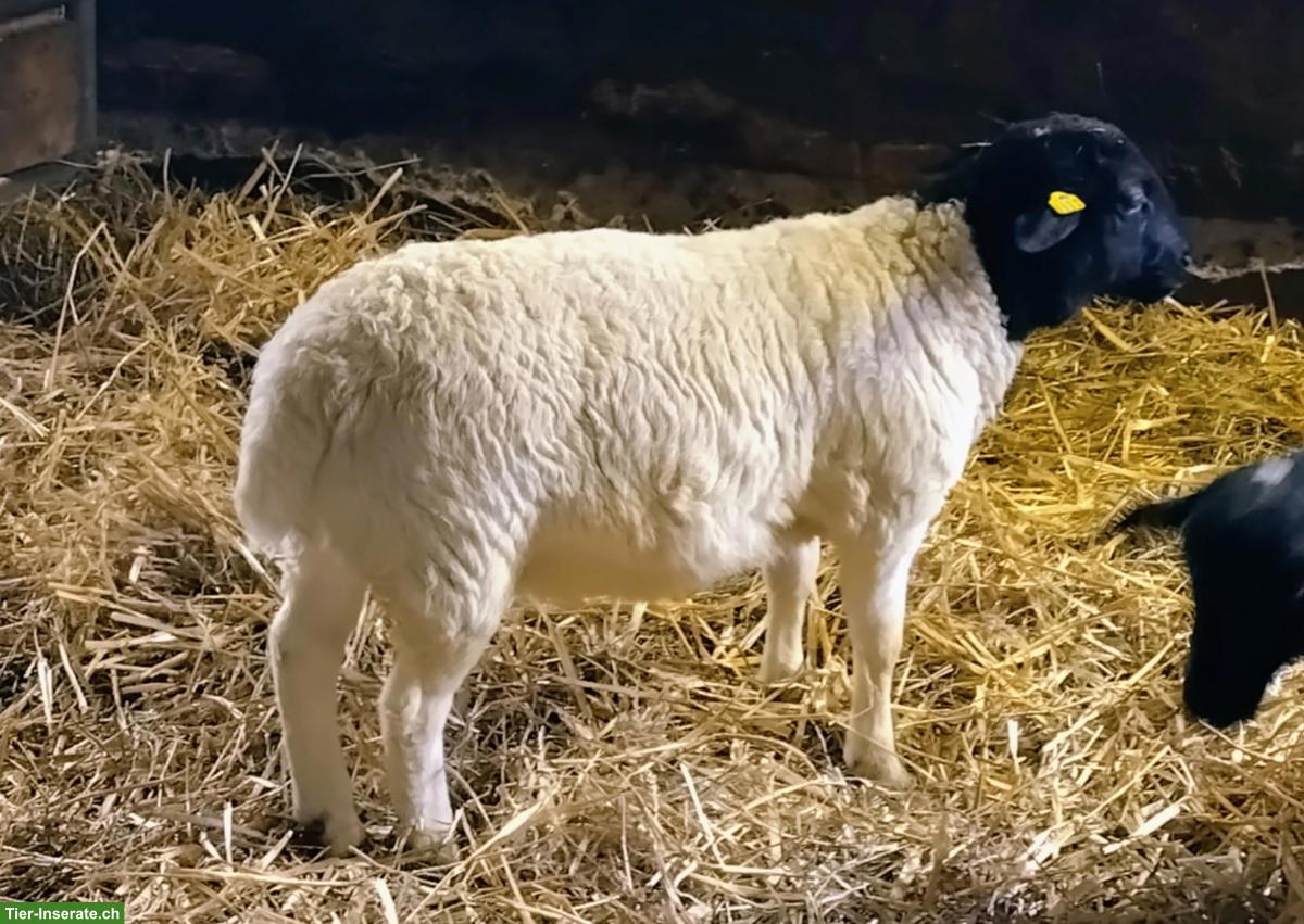 Bild 2: Dorperschaf Jungwidder zu verkaufen