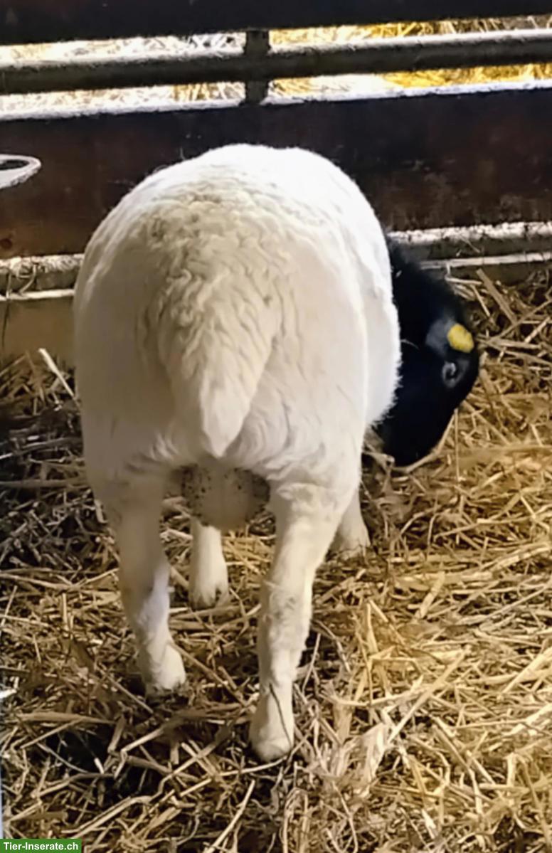 Bild 3: Dorperschaf Jungwidder zu verkaufen