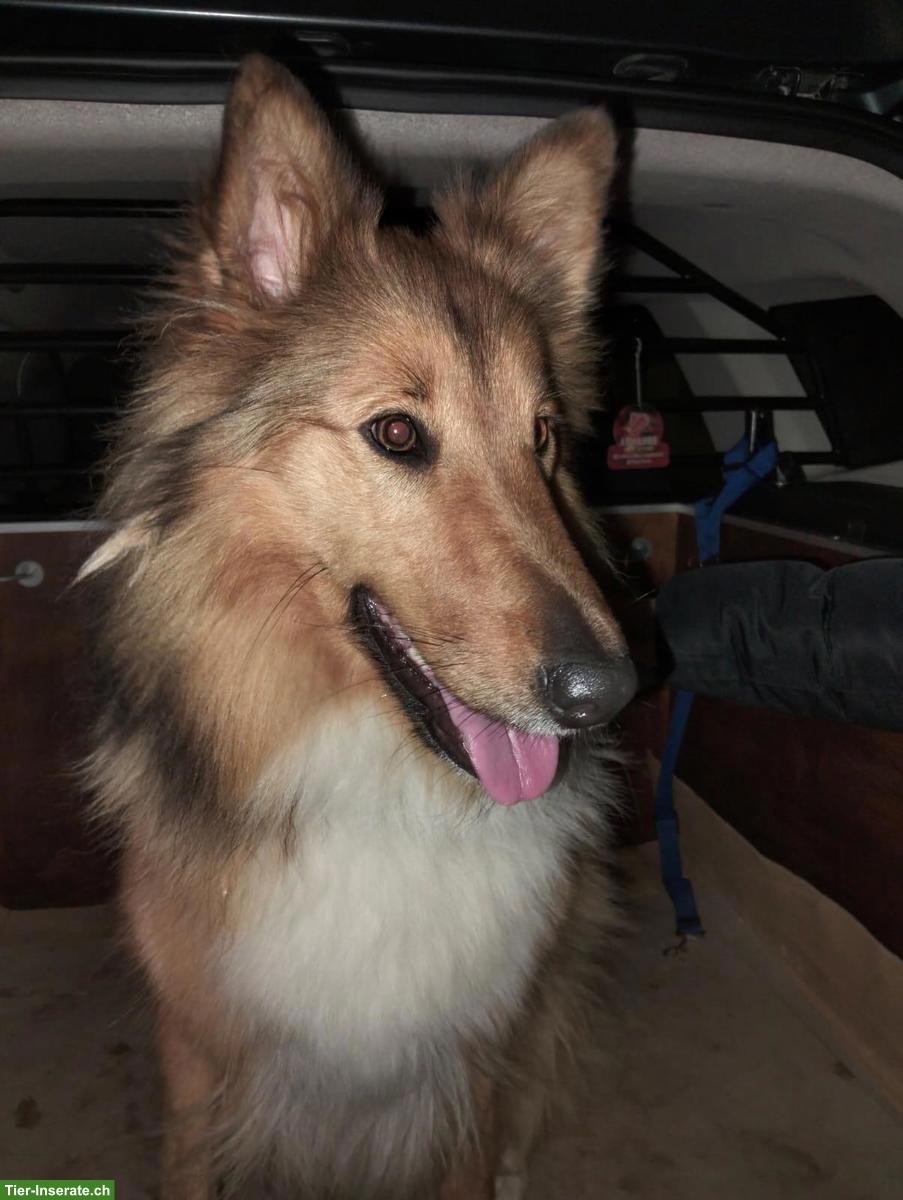 Schöne Collie-Hündin Lilli sucht ihr eigenes Zuhause