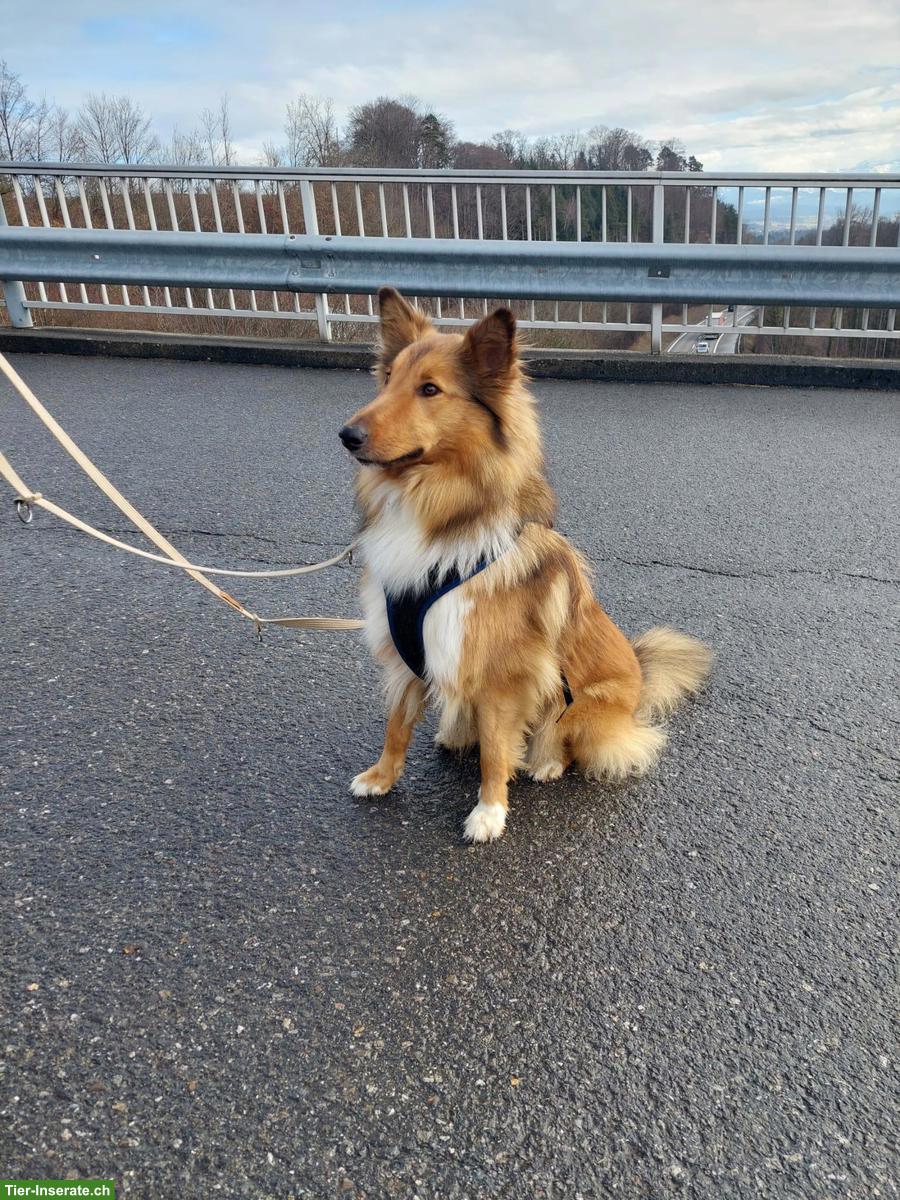 Bild 2: Schöne Collie-Hündin Lilli sucht ihr eigenes Zuhause