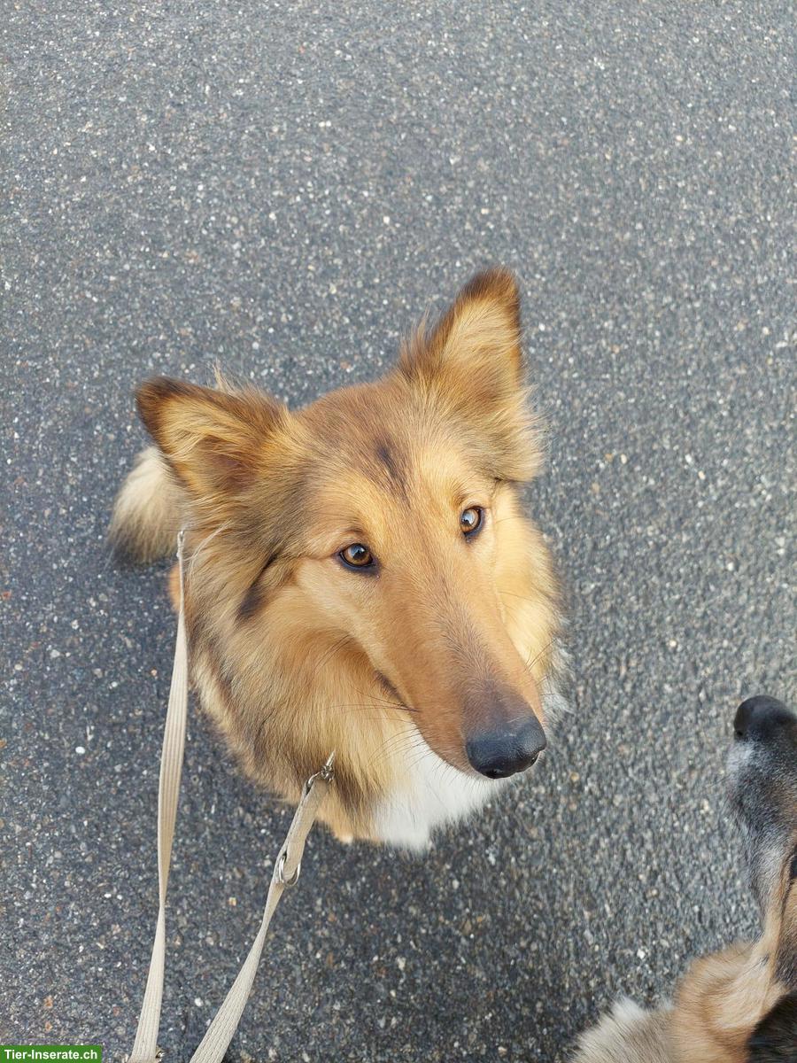 Bild 3: Schöne Collie-Hündin Lilli sucht ihr eigenes Zuhause