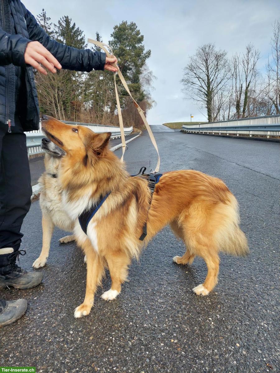 Bild 5: Schöne Collie-Hündin Lilli sucht ihr eigenes Zuhause
