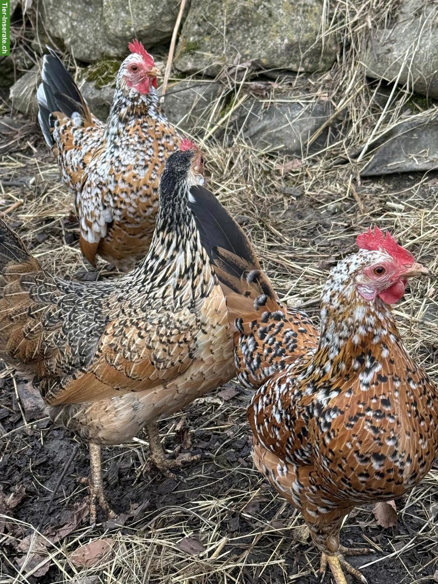Bayerische Landzwerge Gruppe, Hahn und 3 Hennen