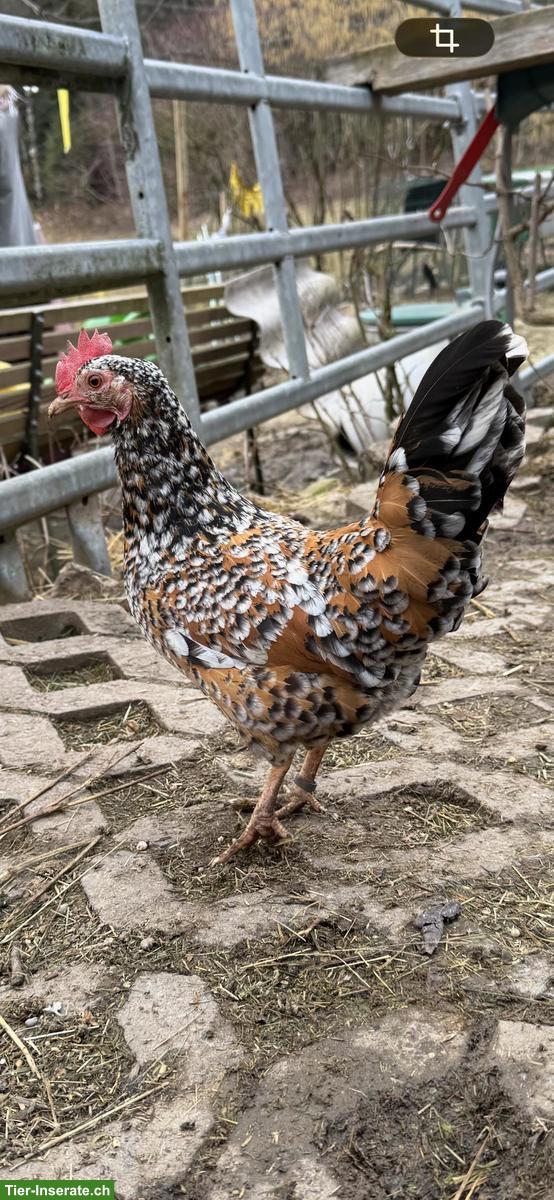 Bild 2: Bayerische Landzwerge Gruppe, Hahn und 3 Hennen