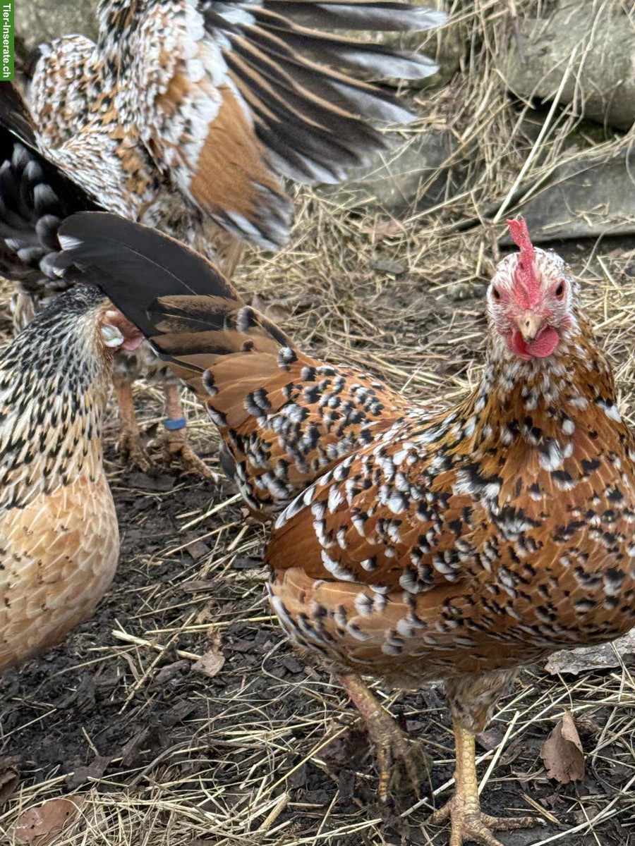 Bild 3: Bayerische Landzwerge Gruppe, Hahn und 3 Hennen
