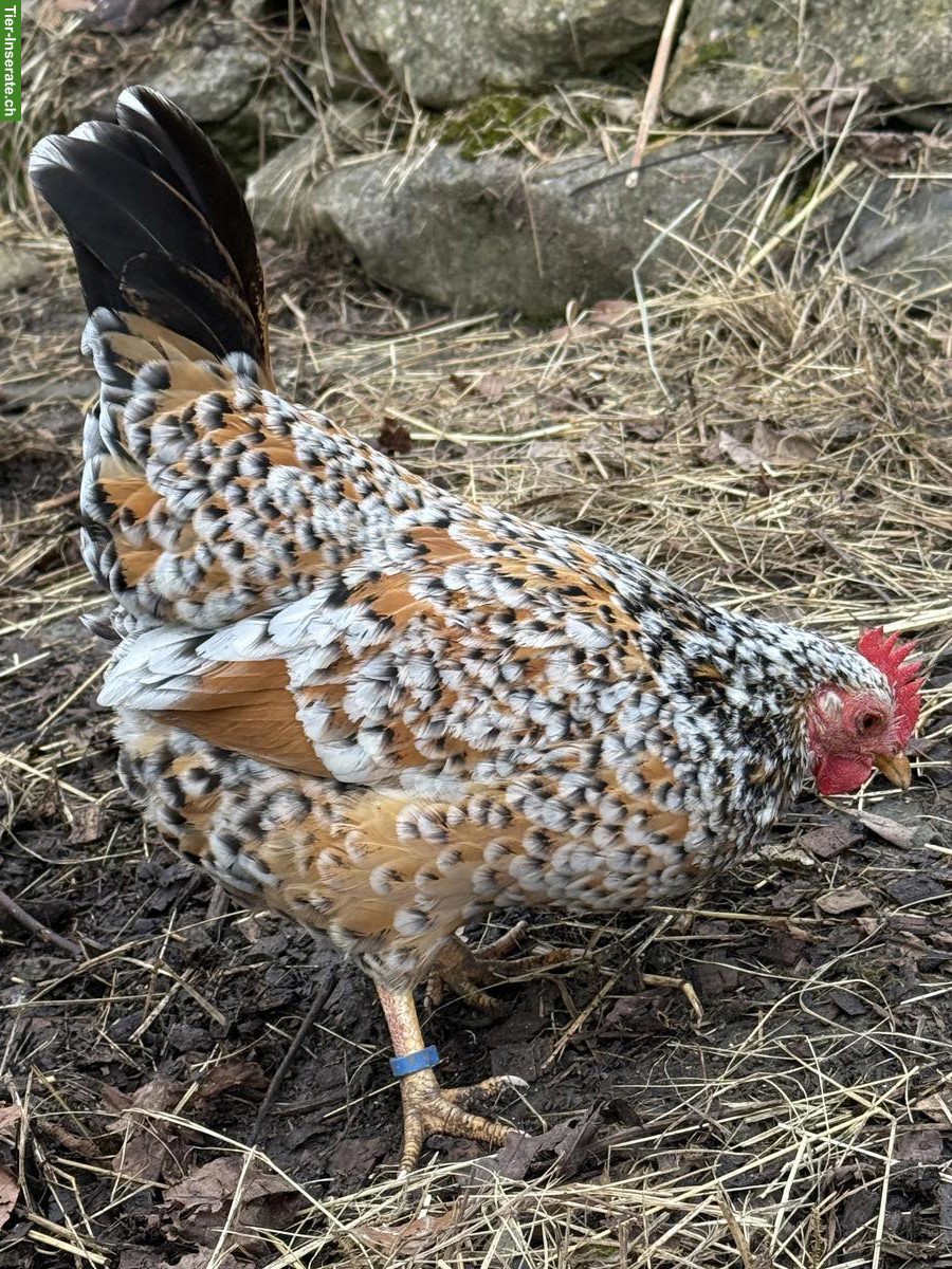 Bild 4: Bayerische Landzwerge Gruppe, Hahn und 3 Hennen