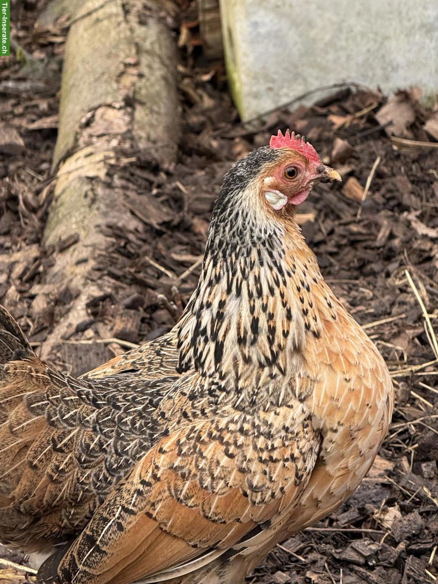 Bild 5: Bayerische Landzwerge Gruppe, Hahn und 3 Hennen