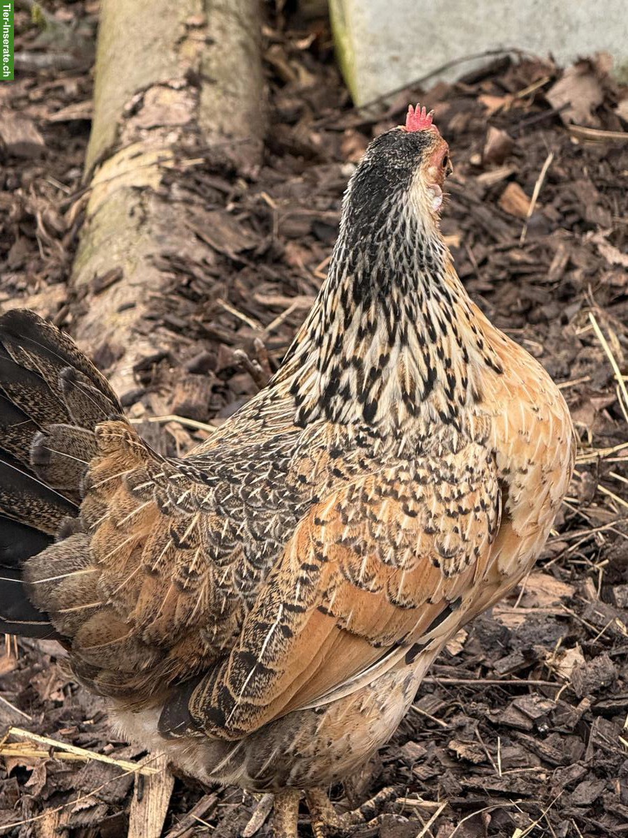 Bild 6: Bayerische Landzwerge Gruppe, Hahn und 3 Hennen