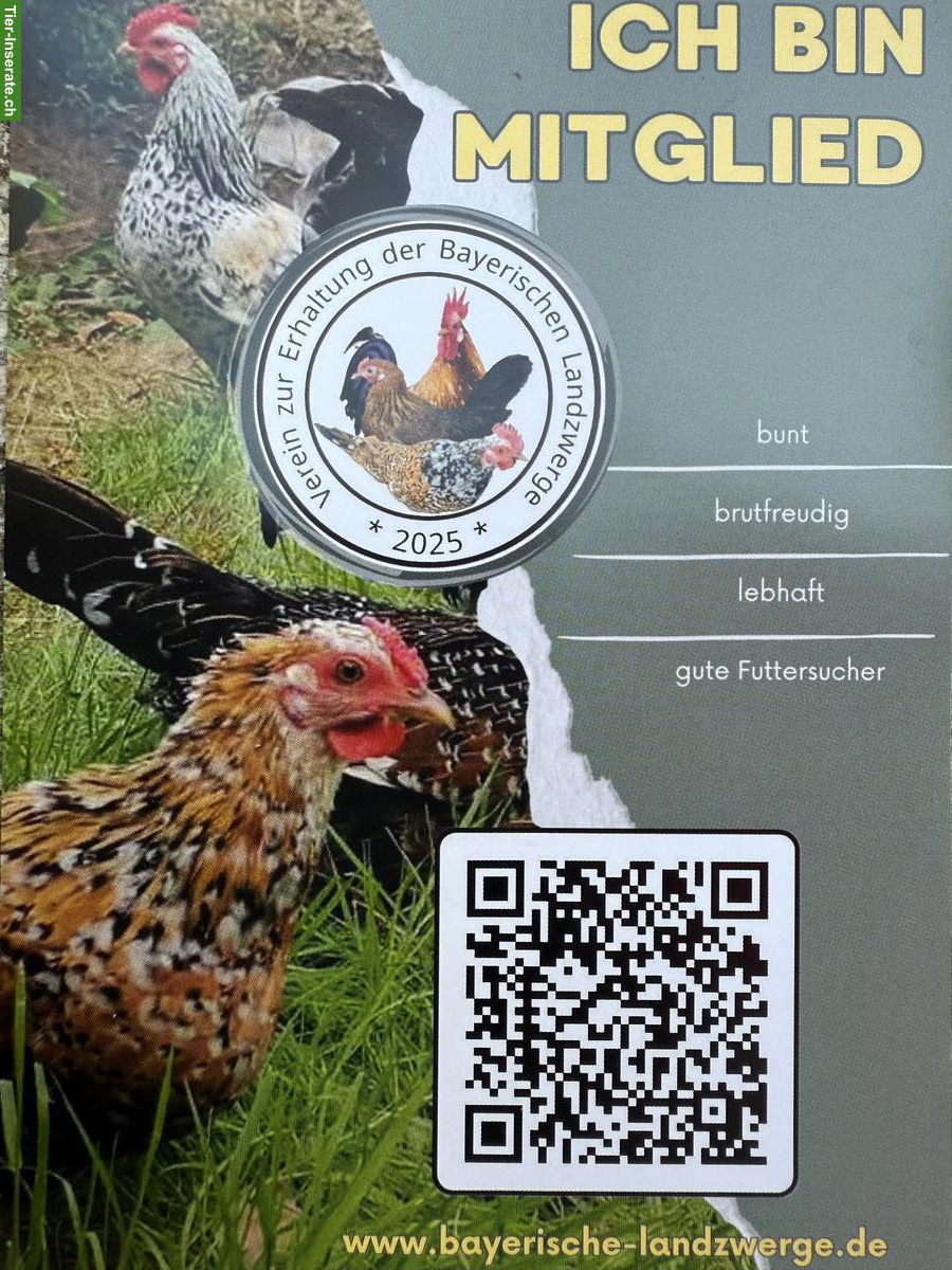 Bild 8: Bayerische Landzwerge Gruppe, Hahn und 3 Hennen