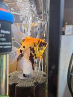 SKALAR Babyfische, Pterophyllum scalare abzugeben