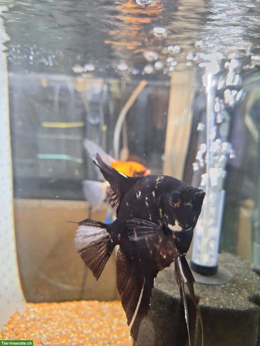 Bild 2: SKALAR Babyfische, Pterophyllum scalare abzugeben