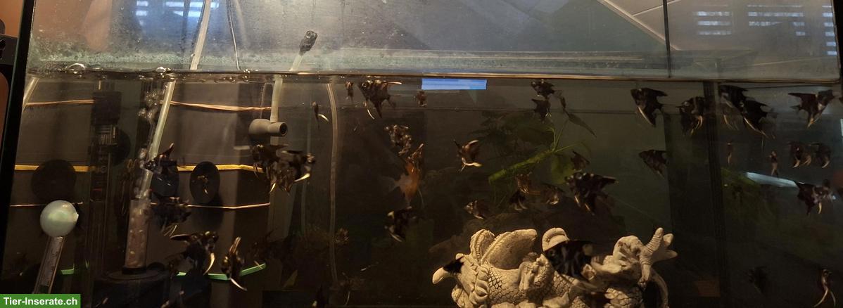 Bild 4: SKALAR Babyfische, Pterophyllum scalare abzugeben