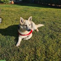 Liebenswerter Mischlingsrüde Balu sucht sein eigenes Körbchen