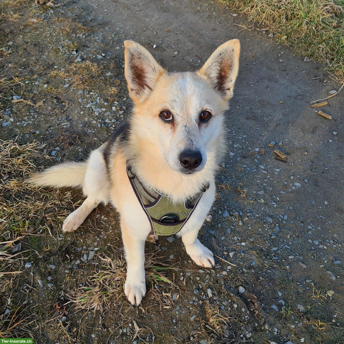 Bild 2: Liebenswerter Mischlingsrüde Balu sucht sein eigenes Körbchen