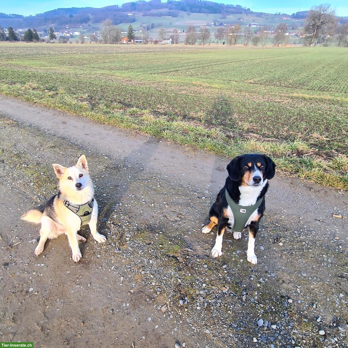 Bild 3: Liebenswerter Mischlingsrüde Balu sucht sein eigenes Körbchen