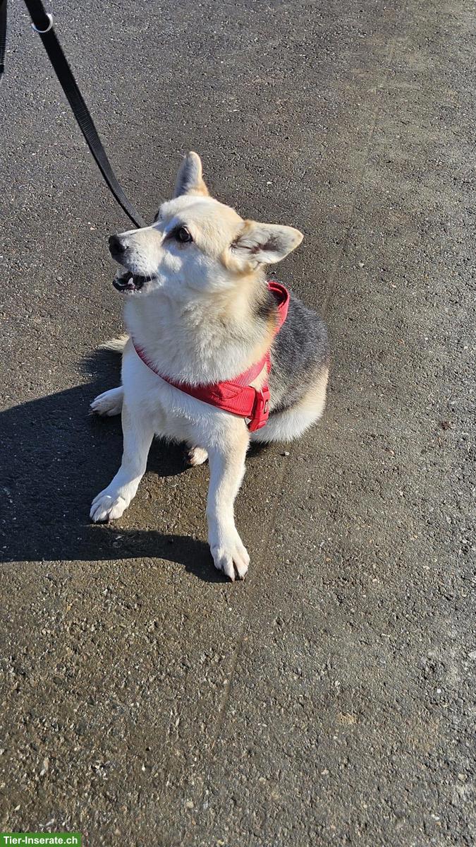 Bild 4: Liebenswerter Mischlingsrüde Balu sucht sein eigenes Körbchen