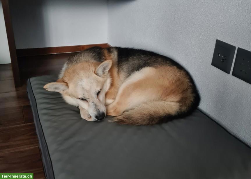 Bild 5: Liebenswerter Mischlingsrüde Balu sucht sein eigenes Körbchen