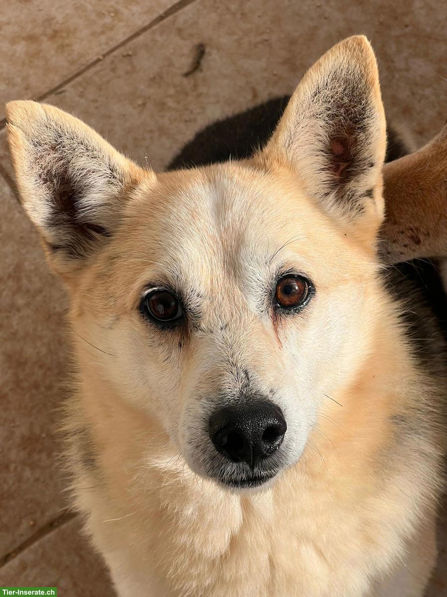 Bild 6: Liebenswerter Mischlingsrüde Balu sucht sein eigenes Körbchen