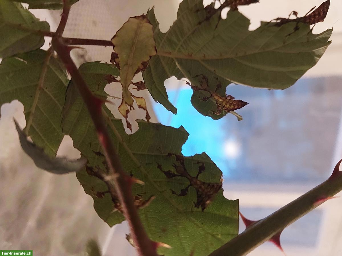 Bild 2: Phyllium giganteum, Grosses Wandelndes Blatt